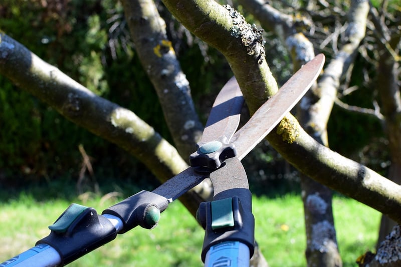 Enchanted pruning