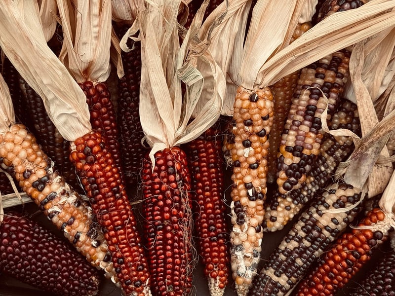 Unicorn corn