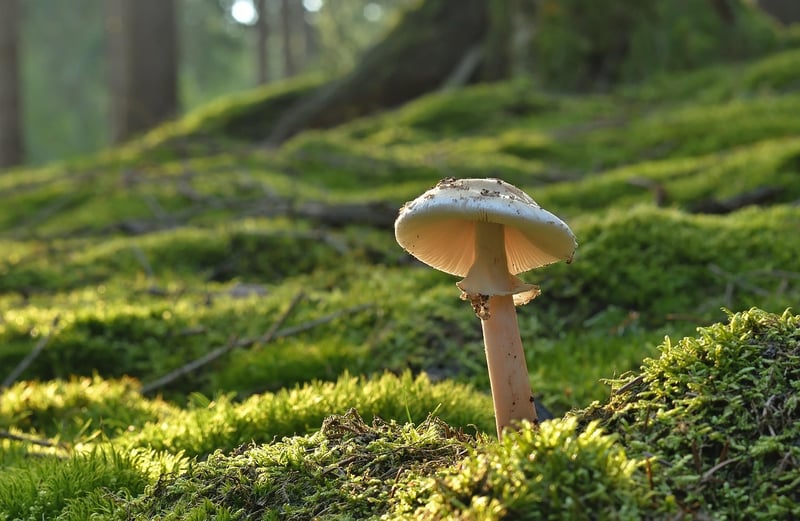 Pixie's Parasol Mushroom