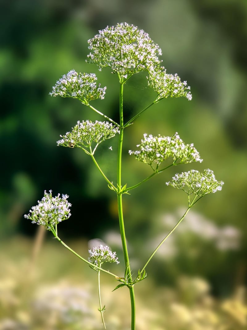 Valerian